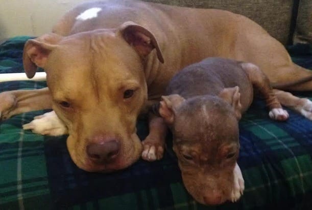 Matilda Can’t Stop Wagging Her Tail the Moment She Leaves the Shelter 3 The adorable dog however is ecstatic about everything else in her new house besides the collar