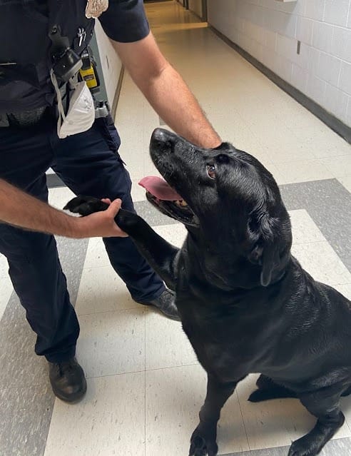 Abandoned Puppy Lucky Begs a Police Officer for a Home with a Look He Can’t Resist 4 The puppy has joined the police stations family