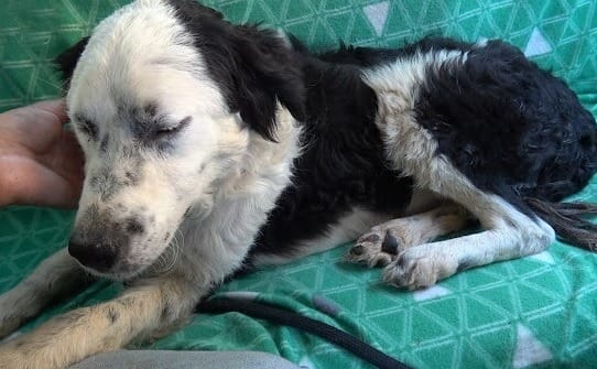 Rescue Dog Bella Falls Asleep in Her Rescuer’s Lap as Soon as She Feels Safe 3 The rescuers and Bella rush to the vet