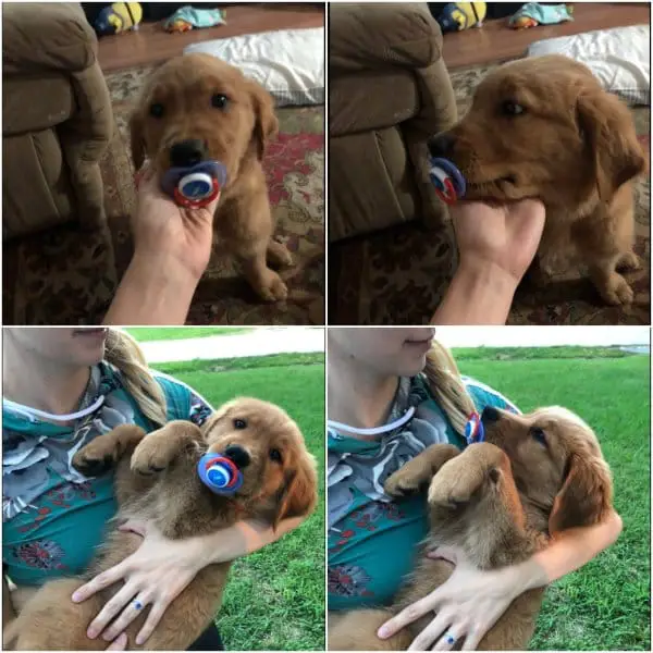 10+ Photo Hilarious Pictures Of Jealous Dogs 1 This Is Roger