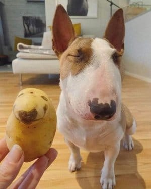 This is a dog named spud and a spud named dog 🐶 🥔