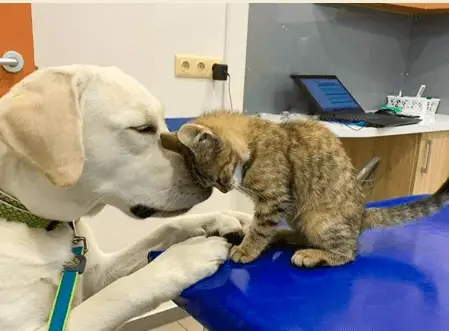True Love 1