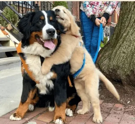 True Love15