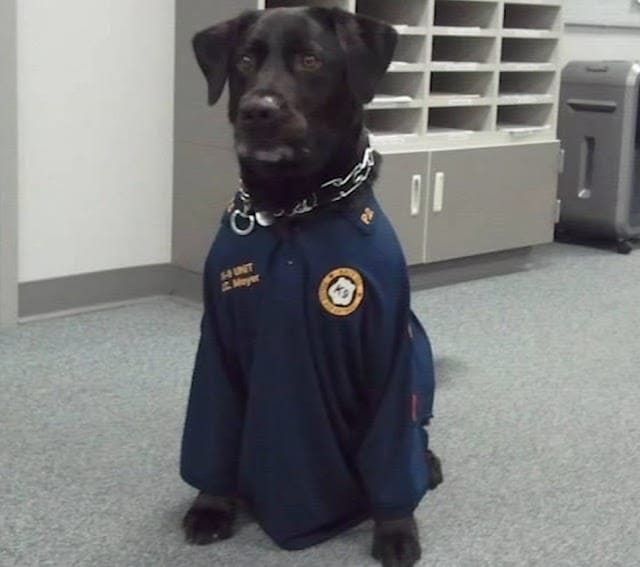 Abandoned Puppy Lucky Begs a Police Officer for a Home with a Look He Can’t Resist 3 Uncle why are you here alone