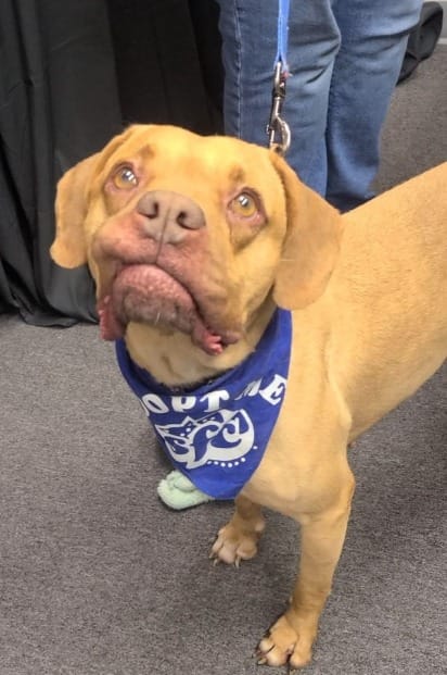 Playful Shelter Dog Arabella Finds the Family She’s Been Waiting For 3 Unfortunately finding a home has become a challenge recently for shelters across North America