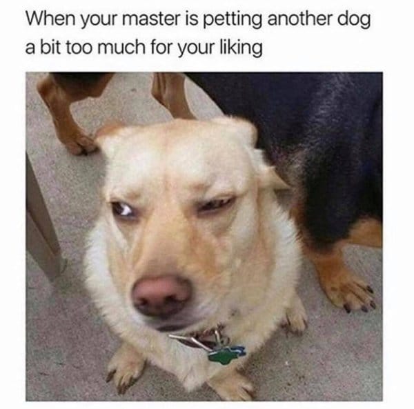 Well no mistaking the look on that dog A little jealous you think hoi cham