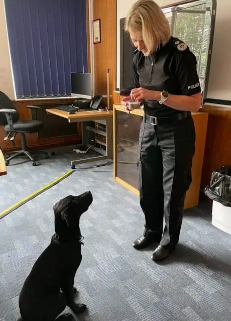 Abandoned Puppy Lucky Begs a Police Officer for a Home with a Look He Can’t Resist 2 When he opened the door he saw a depressed little dog staring up at him pleading for assistance