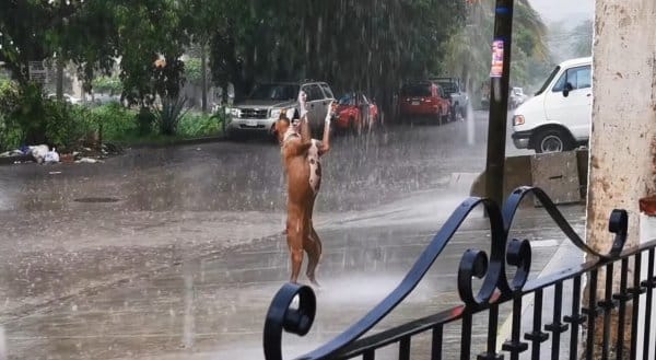 dog dancing 1