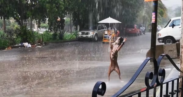 dog dancing 2