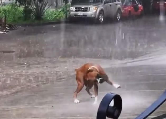 dog dancing 3