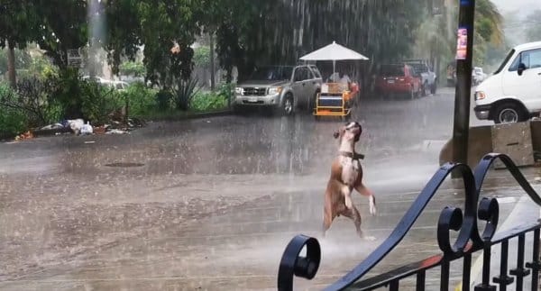 dog dancing 4