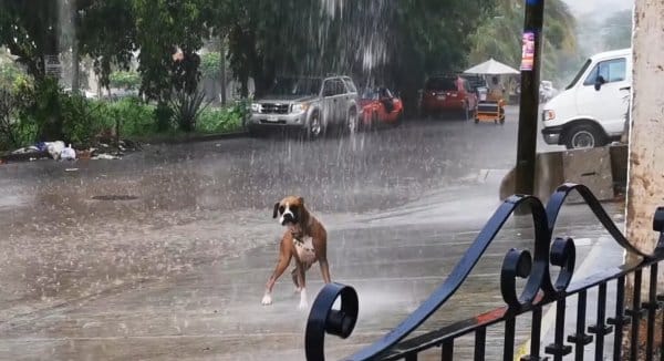 dog dancing 5