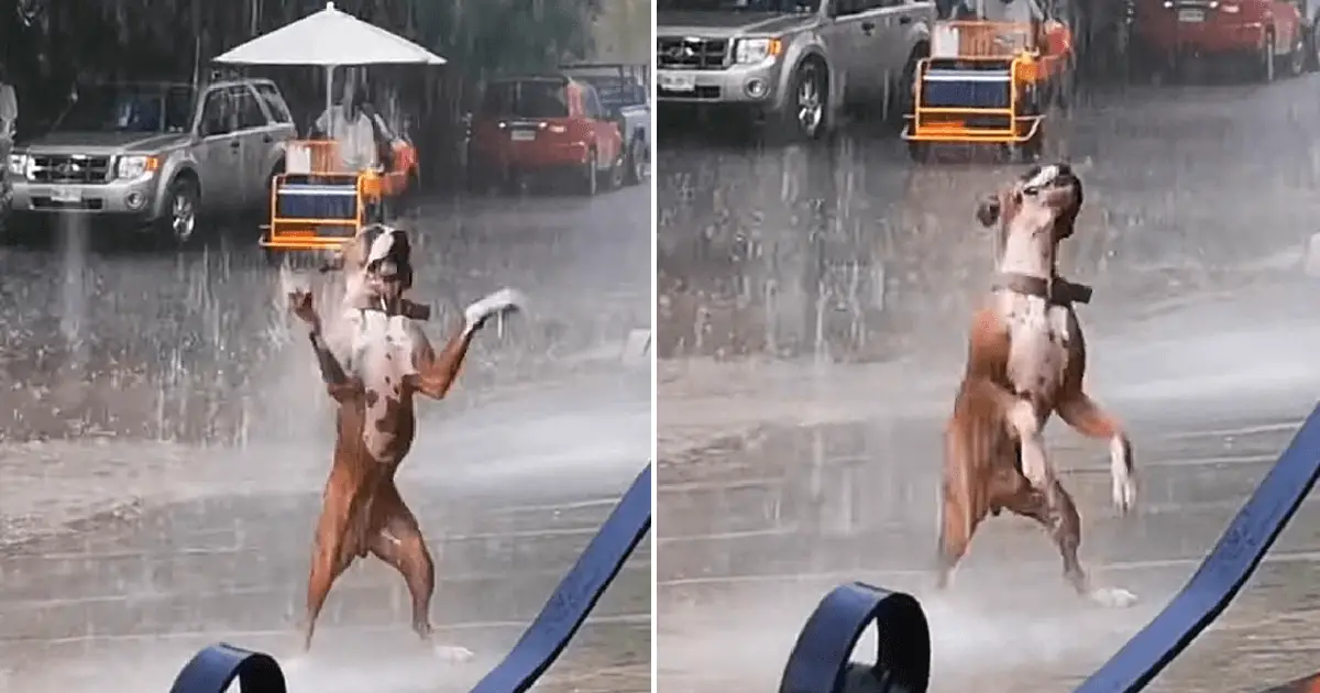 The viral video of the…