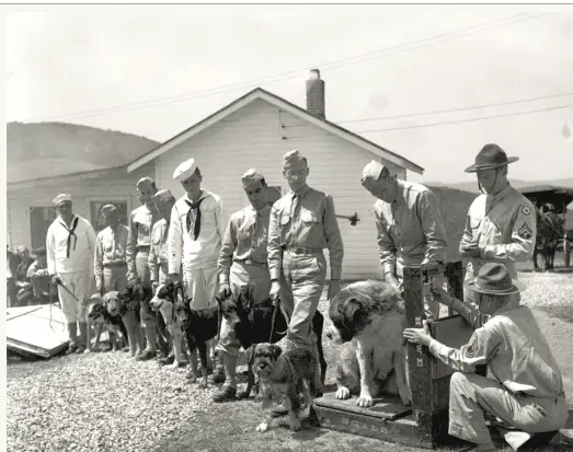 10+ Timeless Black and White Pet Photos That Capture Our History 6 dog22
