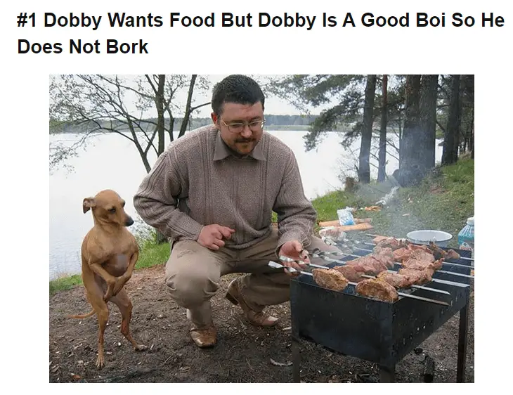 dogfood1