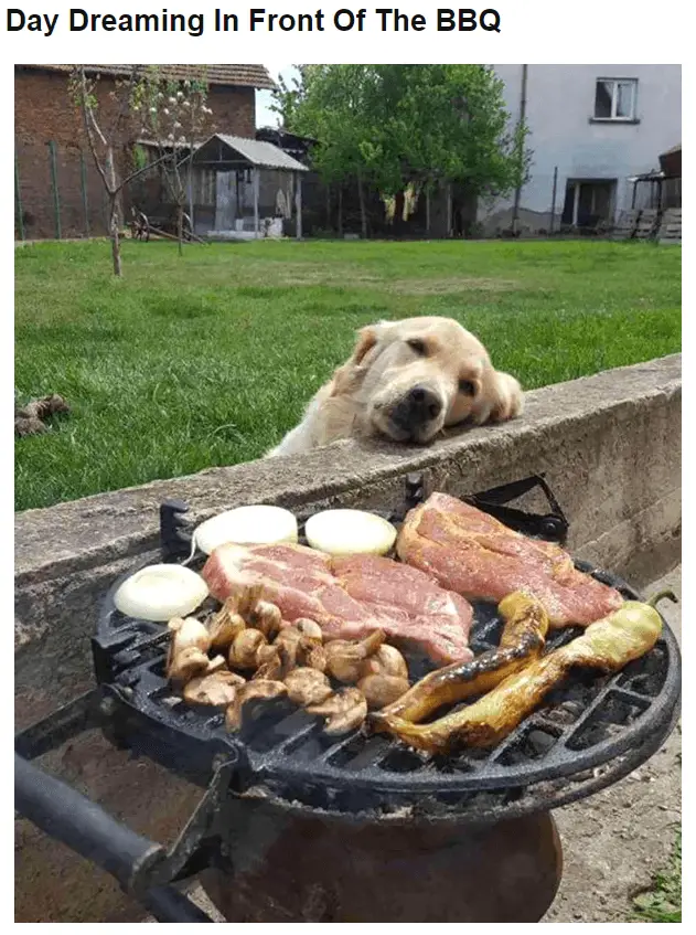 dogfood2