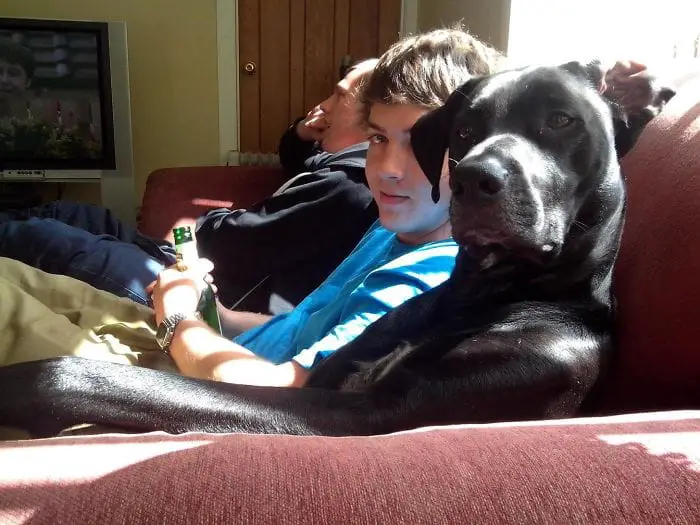 Share Photos Of Your Dogs Acting Like Humans