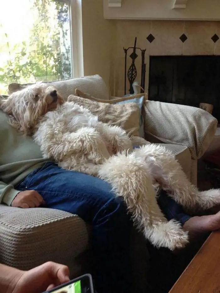 Share Photos Of Your Dogs Acting Like Humans 3 dogs acting like humans2