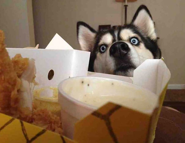 30+ Funny Photos Of Dogs Begging For Food That You Just Can't Say No To 22 dogs begging food