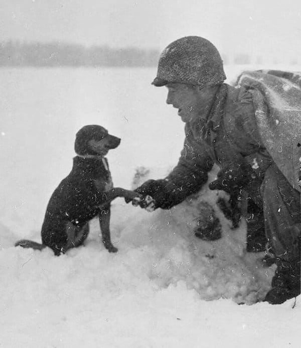 10+ Timeless Black and White Pet Photos That Capture Our History 4 history 2