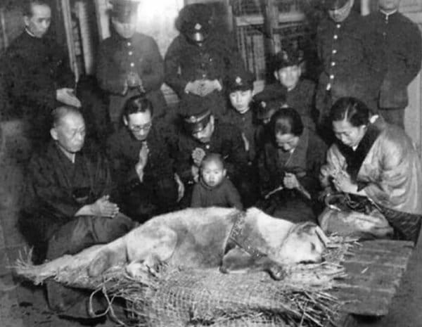 10+ Timeless Black and White Pet Photos That Capture Our History 2 history 4
