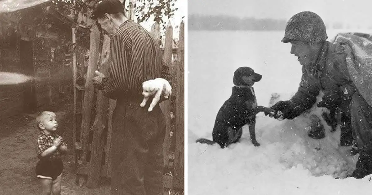 10+ Timeless Black and White Pet Photos That Capture Our History