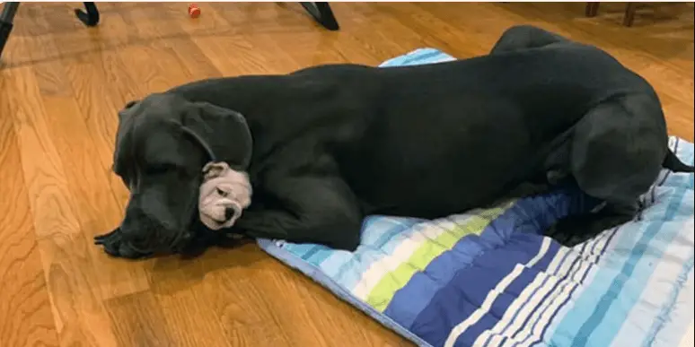 10 Photos of Adorable Dogs That’ll Surely Steal Your Heart!