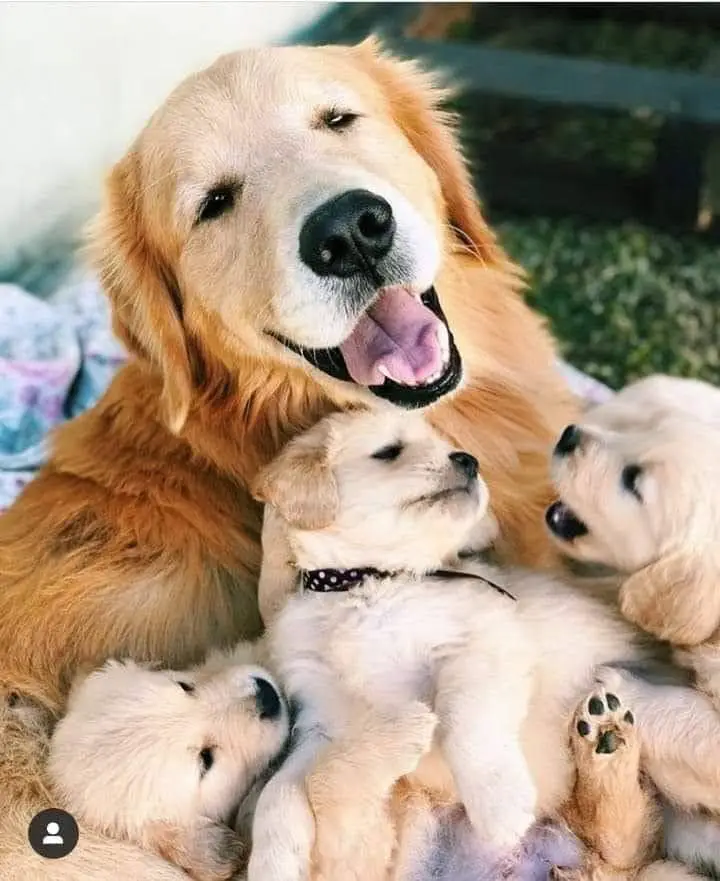 20+ Cute Pictures Of Puppies And Their Mama Dogs 7 Sweet family❤🐾🐕🐾💯