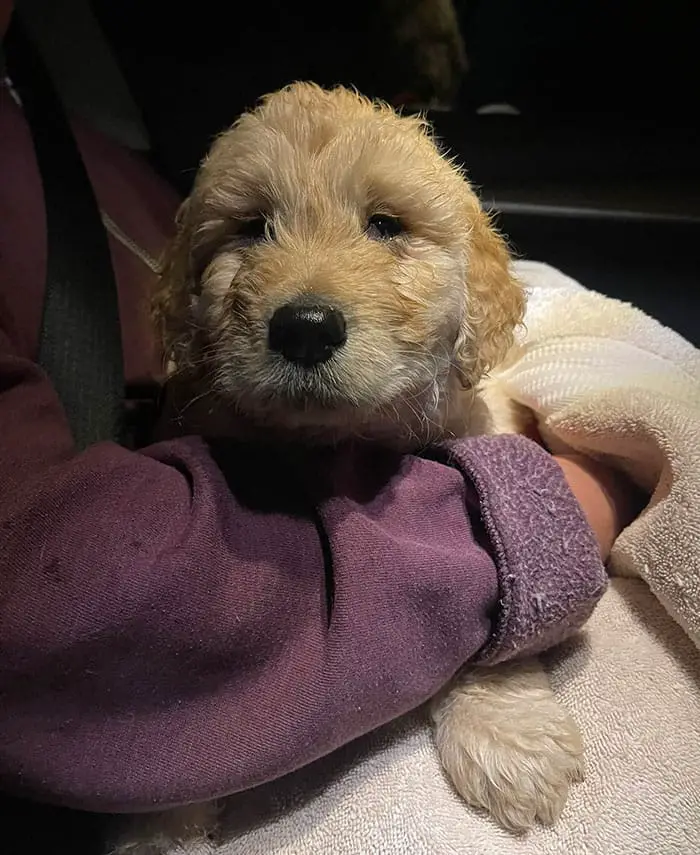 Vet Applauded For Response After Owner Brings In Seven-Week-Old Puppy To Be Put Down