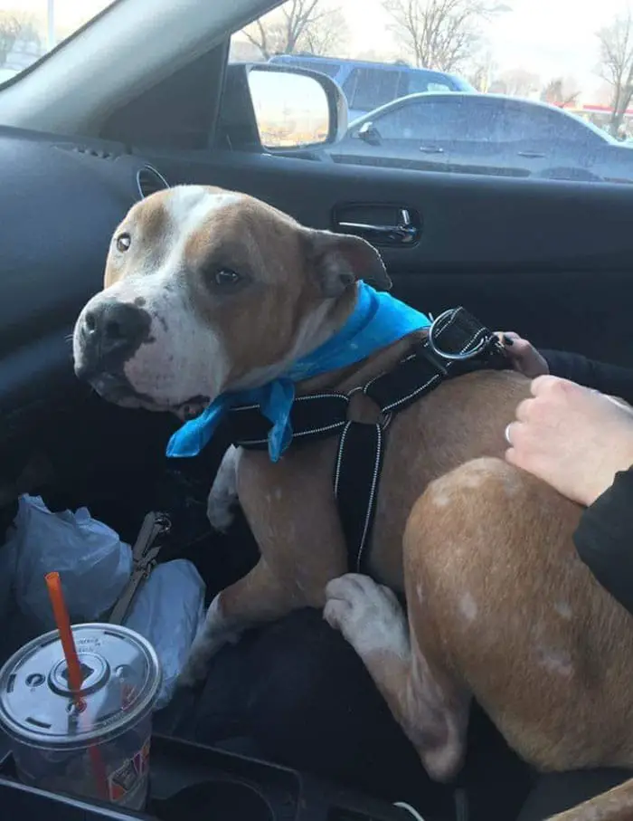 hugging-adopted-pitbull-russ-4
