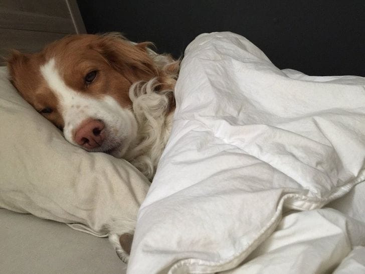 16 Hysterical Sights People Woke Up to Thanks to Their Quirky Pets 10 1732074353