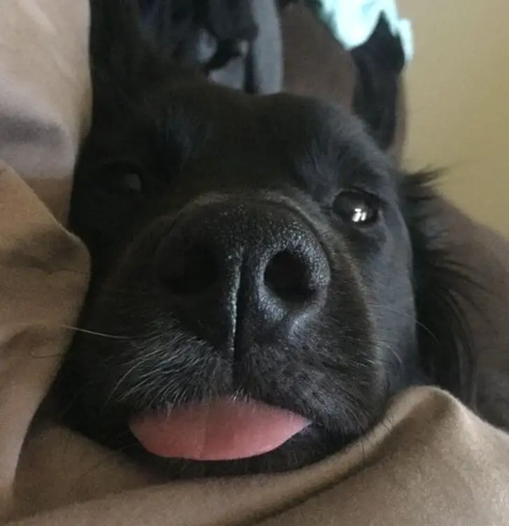 16 Hysterical Sights People Woke Up to Thanks to Their Quirky Pets 11 1732074355