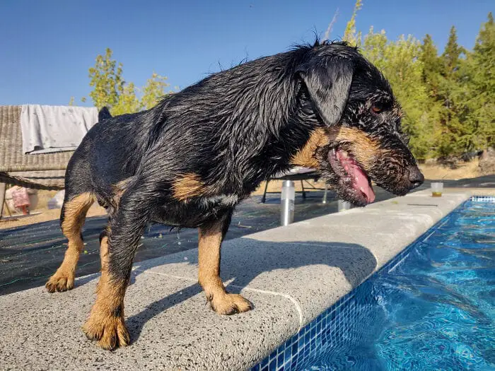 Guy Gets Bulldog To Keep Kids Away From Using His Pool Without Permission, Plan Works Beautifully Guy Gets Bulldog To Keep Kids Away From Using His Pool Without Permission, Plan Works Beautifully