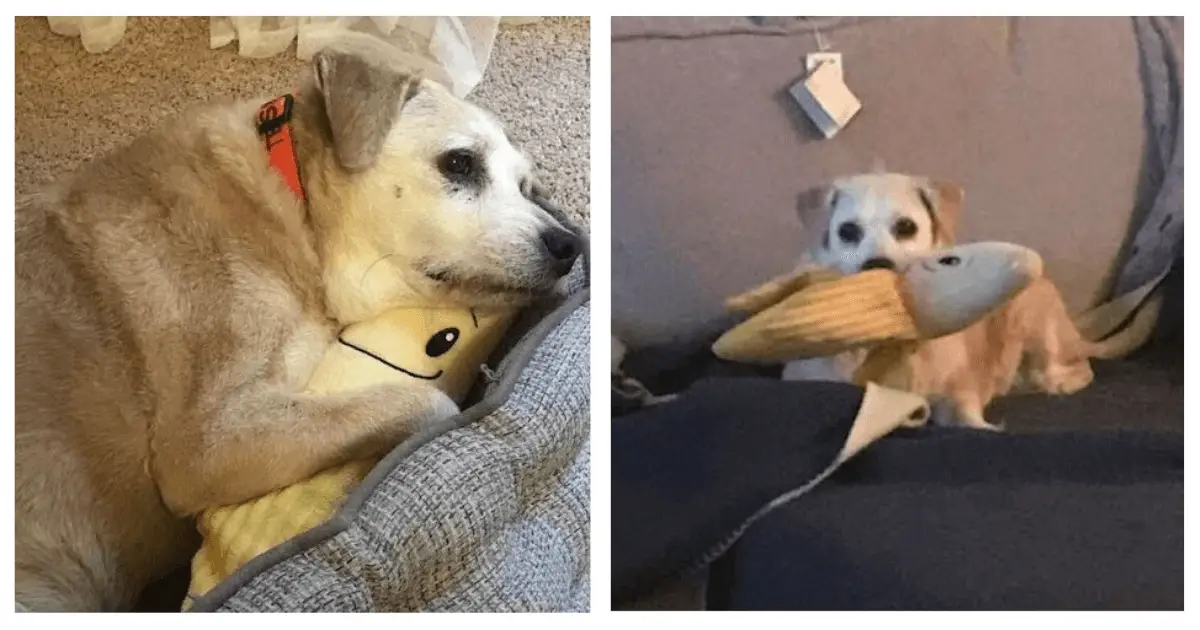 20-Year-Old Dog Still Cherishes Her Beloved Banana Toy