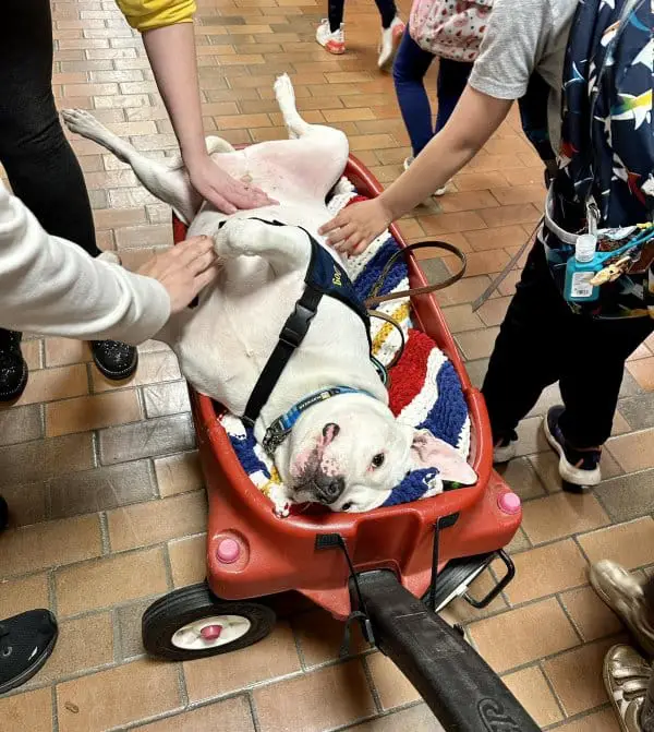 25 Photos Of Lazy Dogs Caught On Camera 13 440868135 971784260978401 8183194359511160298 n