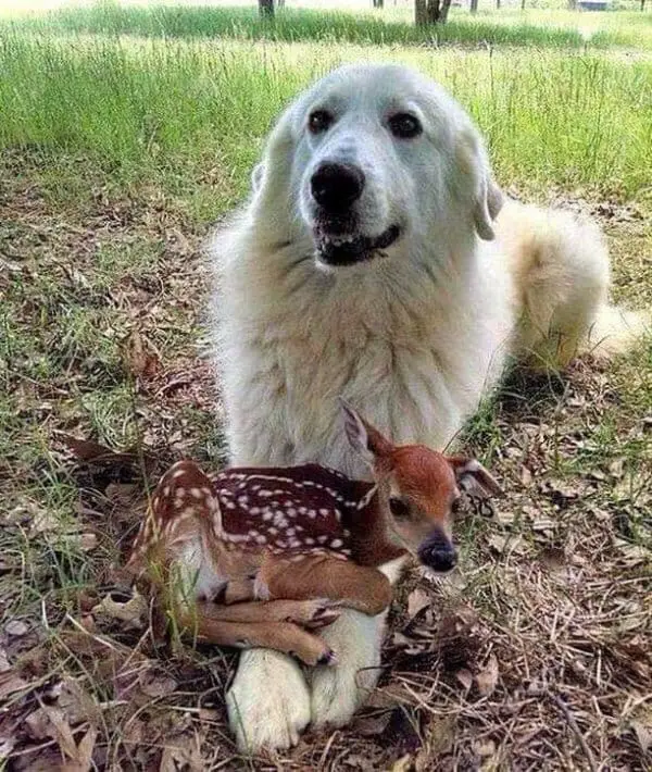 10 Times Dogs Have Made Friends With Other Animals That Will Melt Your Heart 5 448547331 982705199830769 1424603409653862810 n