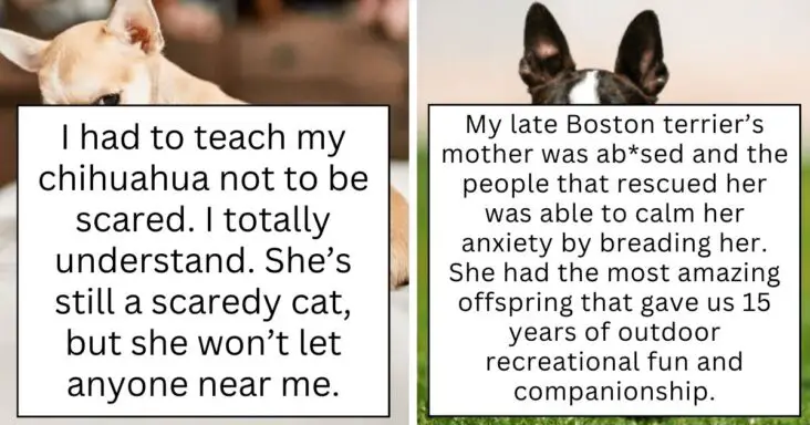 14 Heartwarming Instances Of Rescue Dogs Building Trust With Their Humans After Finding Their New Forever Families