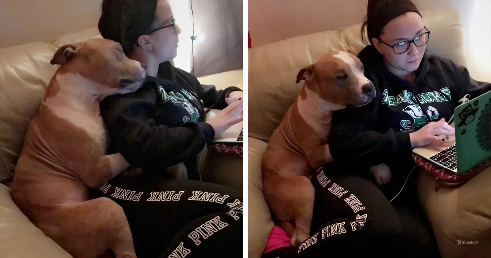 Pitbull Showers New Owner With Hugs And Can’t Stop Cuddling After Being Adopted