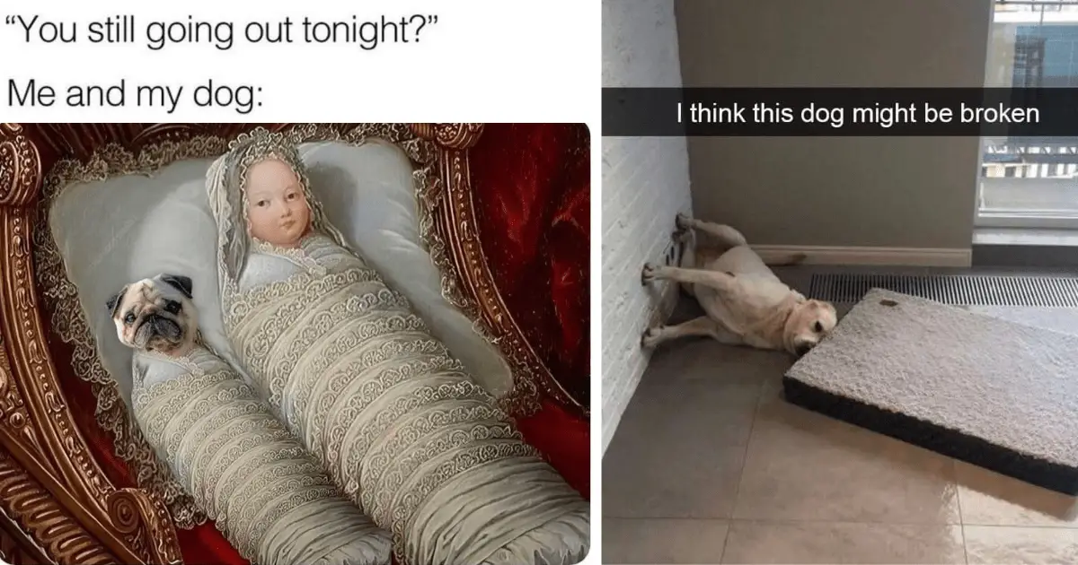 32 Mood-Lifting Doggo Memes Fur a Better Day