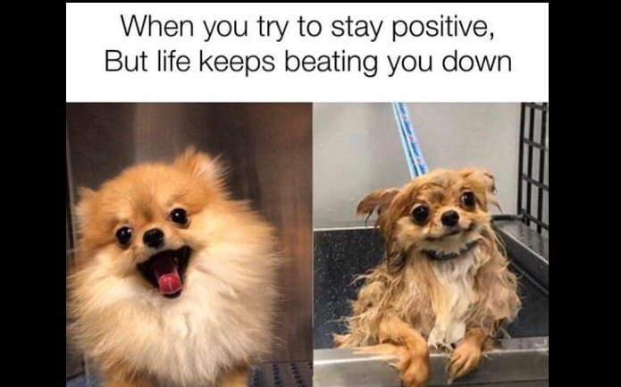 25 Dog Memes To Satisfy All Dog Lovers’ Obsessions