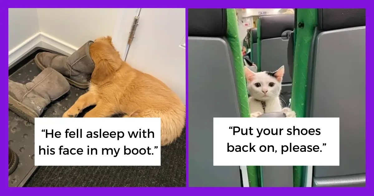 20 Amusing Animals Ready To Make You Laugh Who Were Caught In Some Unexpected Situations