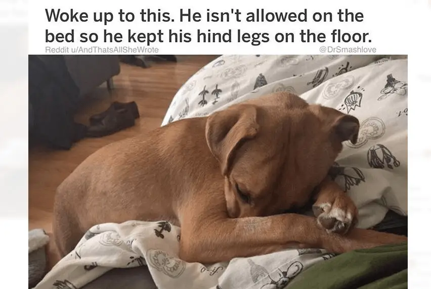 16 Hysterical Sights People Woke Up to Thanks to Their Quirky Pets