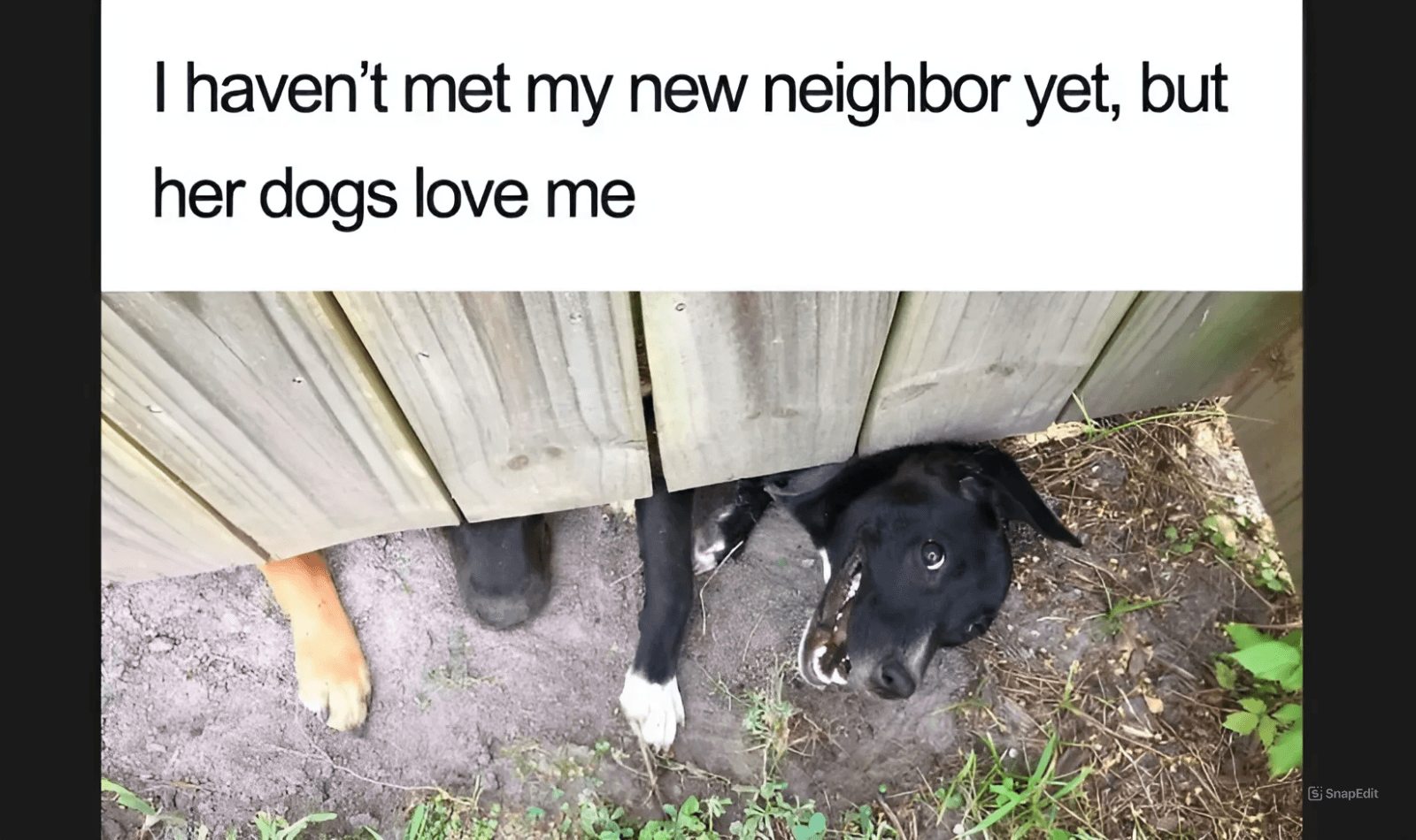 30 Adorable Dog Posts That Are Enough To Make Anyone’s Day