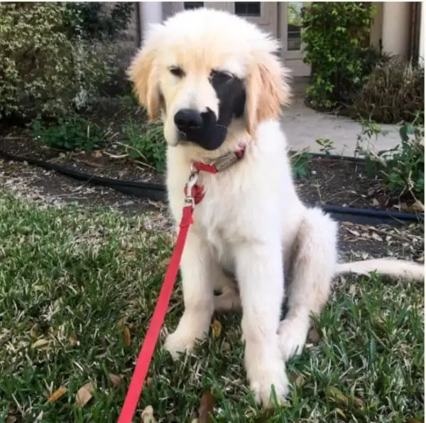 Golden Retriever Born With Genetic Mutation Has Grown up A Stunner 1 755