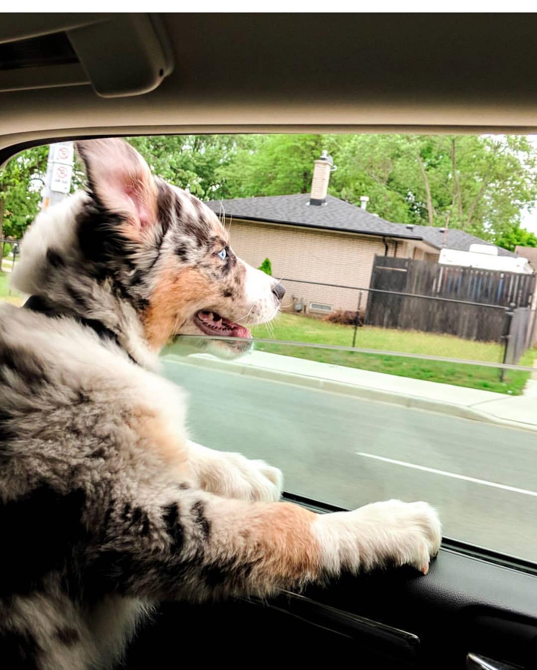 15 Times People Saw Dogs Acting Hilariously Strange In Cars And Just Had To Share 13 @indie theadventureaussie