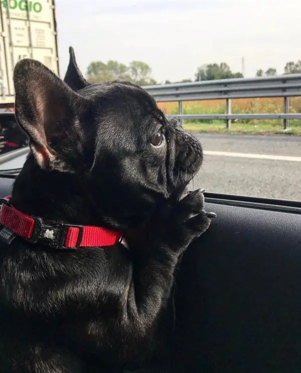 15 Times People Saw Dogs Acting Hilariously Strange In Cars And Just Had To Share 15 @miurathefrenchiestallion