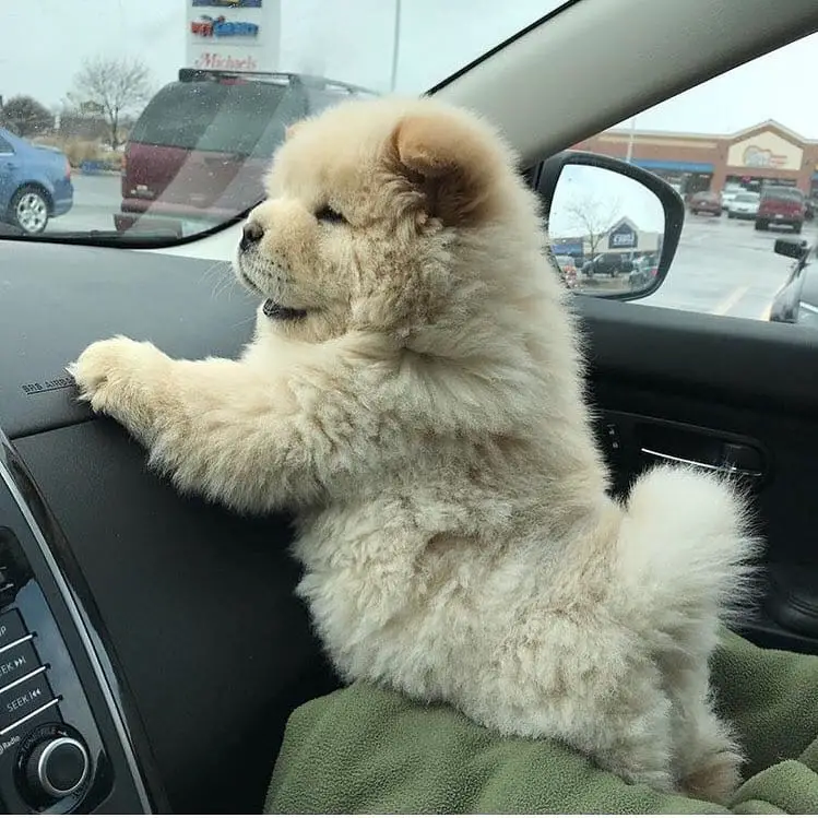 15 Times People Saw Dogs Acting Hilariously Strange In Cars And Just Had To Share 12 @nala.thechowchow