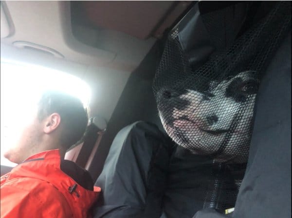 15 Times People Saw Dogs Acting Hilariously Strange In Cars And Just Had To Share 16 Absolutely raging