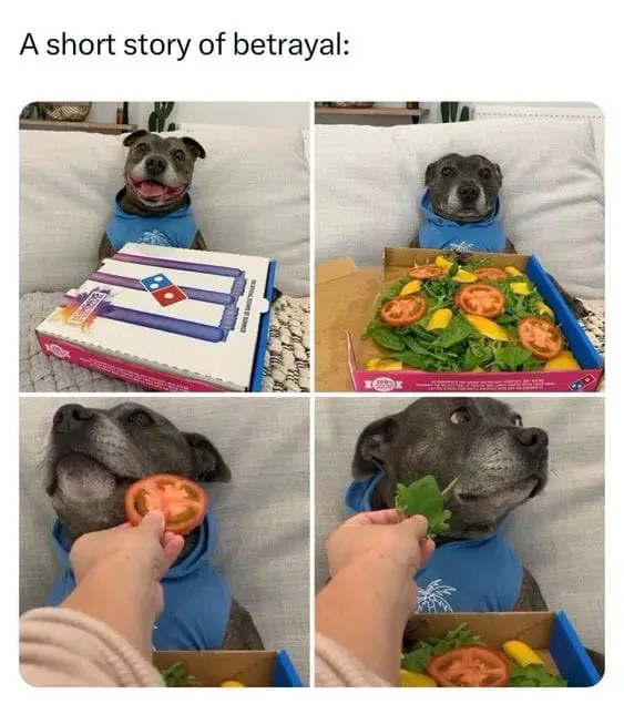25 Hilarious Dog Memes That Will Crack You Up 17 Animal Memes19