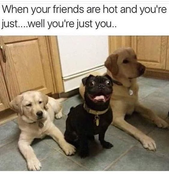 25 Hilarious Dog Memes That Will Crack You Up 18 Animal Memes20